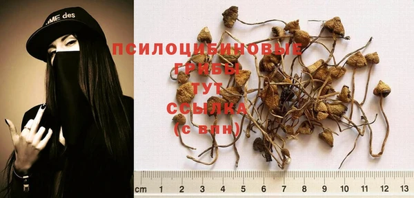 гидра Бородино